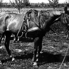 Trakener-Pferd Lotte in den 50iger Jahren. (Foto: Sammlung Lemke)